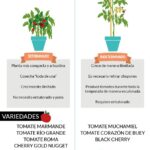Diferencias entre tomates determinados e indeterminados: una guía concisa