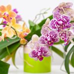 Diferencias esenciales entre las orquídeas Oncidium Dendrobium y Cymbidium