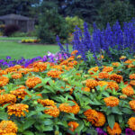 Distancia ideal para plantar zinnias en el jardín