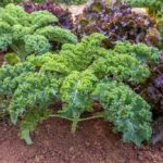 Distancias Óptimas para Plantar Kale en el Jardín