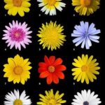 Diversidad de Margaritas: 34 Hermosas Variantes de Esta Flor