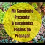 Divide tus suculentas fácilmente en 6 sencillos pasos