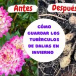 ¿Dónde Almacenar Bulbos y Tubérculos Durante el Invierno?