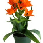 Duración de vida: ¿Cuánto viven las plantas Orange Star?