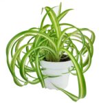 ¿Duración de Vida de las Plantas Araña: Viven Más de lo Esperado?