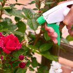 Efectivos sprays antifúngicos caseros para el jardín