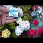 Efectos del bicarbonato de sodio en las hortensias