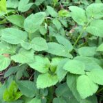 Eficaces métodos para eliminar el Goutweed