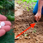 Eficacia de la Aspirina en el Crecimiento de Plantas