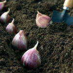El lugar ideal para cultivar ajo en tu jardín