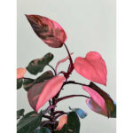 ¿El Philodendron Pink Princess puede perder su color tras trasplantarlo?