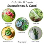 Elige el suelo ideal para tus suculentas