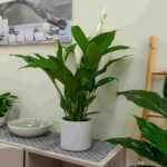 Elige las plantas perfectas para el estilo de tu hogar