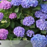 Época de floración de las hortensias: ¿Cuándo florecen?