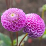 Época ideal para plantar dalias en zona 5 y optimizar resultados