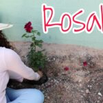 Época y Método Ideal para Trasplantar Rosales