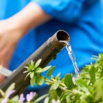 Errores a evitar al regar tus plantas: 11 consejos esenciales