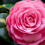 Errores comunes al cuidar tus camelias: 11 que quizá cometes