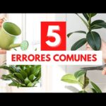 Errores comunes al cuidar tus plantas de interior
