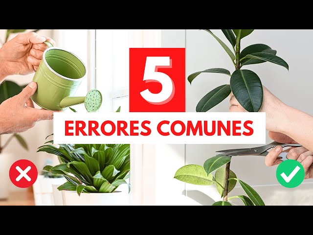 Errores comunes al cuidar tus plantas de interior