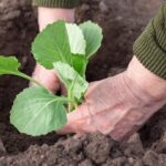 Errores Comunes al Cultivar Repollo: 5 Fallos a Evitar
