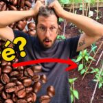 Errores Comunes al Usar Posos de Café en Plantas