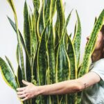 Errores Frecuentes al Cuidar tu Sansevieria Este Año
