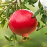 Errores que debes evitar al cultivar granadas este año