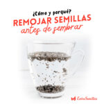 ¿Es beneficioso remojar semillas antes de plantarlas?