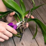 ¿Es conveniente podar las raíces de tu orquídea?