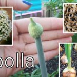 ¿Es más efectivo cultivar cebollas desde semillas o bulbos?
