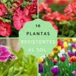 ¿Es mejor el sol de mañana o de tarde para las plantas?