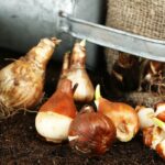 ¿Es necesario refrigerar los bulbos otoñales antes de plantarlos?