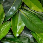¿Es necesario remover las hojas de los jardines perennes?