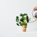 ¿Es perjudicial regar las plantas desde arriba?