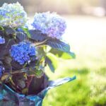 ¿Es posible cambiar hortensias a azul usando monedas?