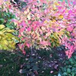 ¿Es posible cultivar arándanos en el jardín de casa?