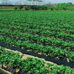 ¿Es posible cultivar fresas junto a arándanos?