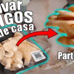 ¿Es posible cultivar hongos comprados en tiendas?