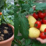 ¿Es posible cultivar papas y tomates juntos?