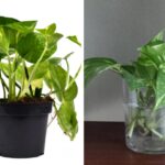 ¿Es posible cultivar pothos al aire libre y se adaptan?