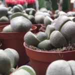 ¿Es posible cultivar suculentas solo con rocas?