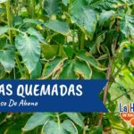 ¿Es posible usar un exceso de fertilizante?