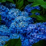 ¿Es recomendable podar las hortensias en otoño?