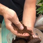 ¿Es recomendable usar café molido para fertilizar tu aloe vera?