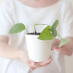 ¿Es viable plantar dos pothos en una misma maceta?