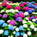 Estas 9 hortensias lucen impresionantes en otoño