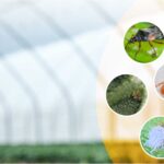 Estrategias Efectivas para Controlar y Prevenir Insectos Escamosos