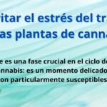 Estrategias para Evitar el Estrés del Trasplante