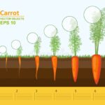 Etapas de Crecimiento de Zanahorias: Velocidad del Crecimiento
